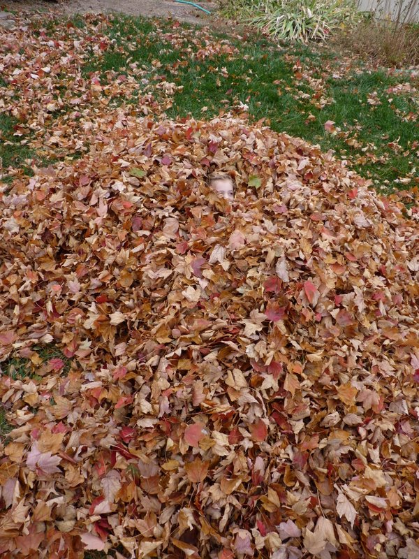Can you spot a child in the leaves?